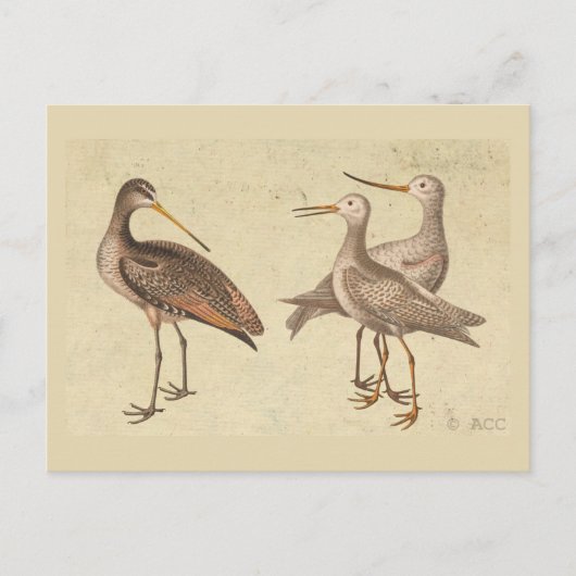 Carte Postale Oiseaux de rivage (Devant)