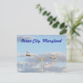 Carte Postale Oiseaux d'Ocean City (Debout devant)