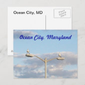 Carte Postale Oiseaux d'Ocean City (Devant / Derrière)