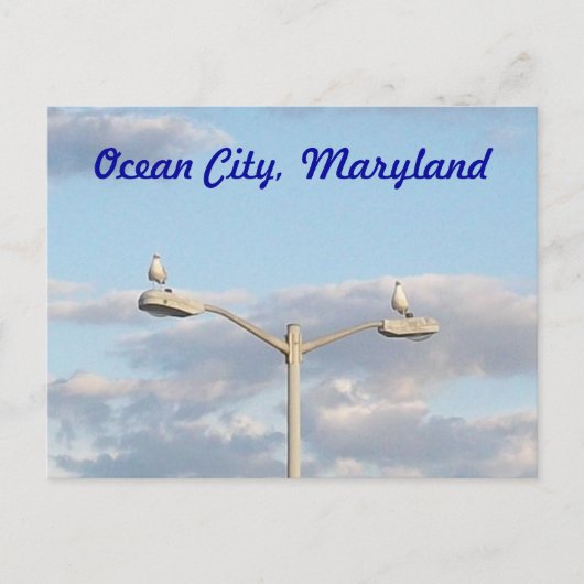 Carte Postale Oiseaux d'Ocean City (Devant)