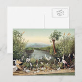 Carte Postale Oiseaux du Caucase (Devant / Derrière)