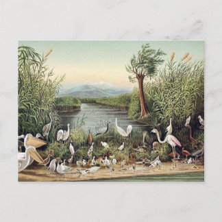 Carte Postale Oiseaux du Caucase