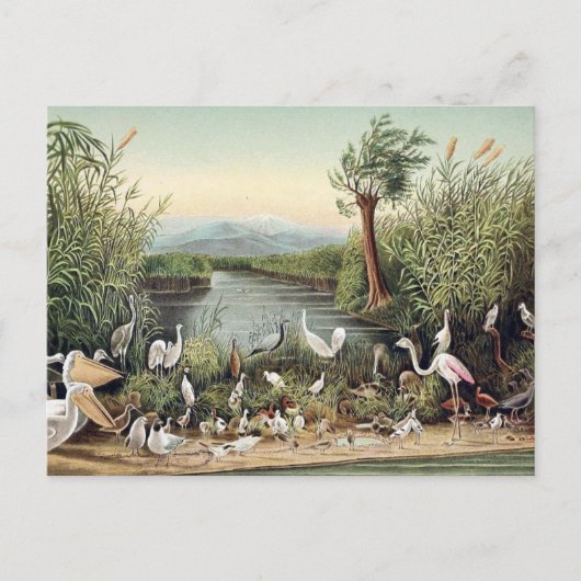 Carte Postale Oiseaux du Caucase (Devant)