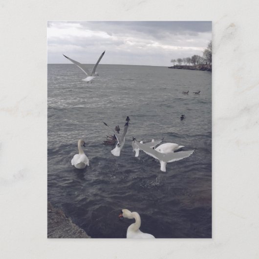 Carte Postale Oiseaux du lac Ontario (Devant)