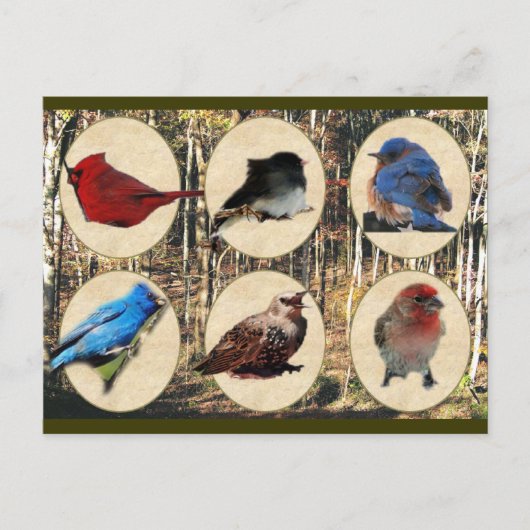 Carte Postale Oiseaux du Moyen Tennessee (Devant)