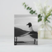 Carte Postale Oiseaux d'une plume (Debout devant)