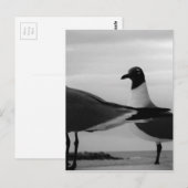 Carte Postale Oiseaux d'une plume (Devant / Derrière)