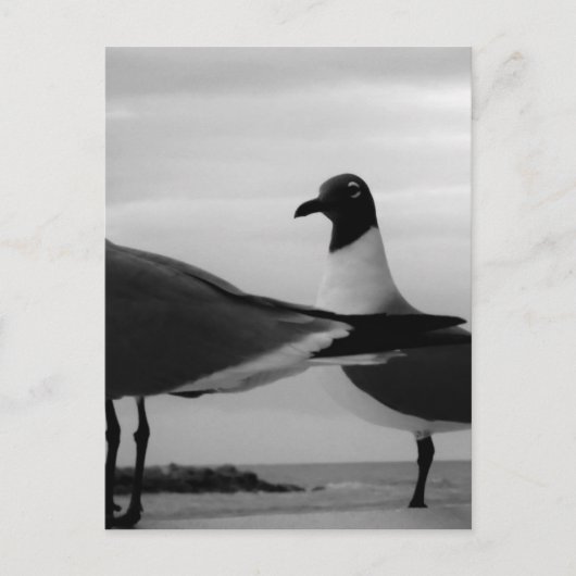 Carte Postale Oiseaux d'une plume (Devant)