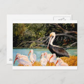 Carte Postale Oiseaux d'une plume (Devant / Derrière)