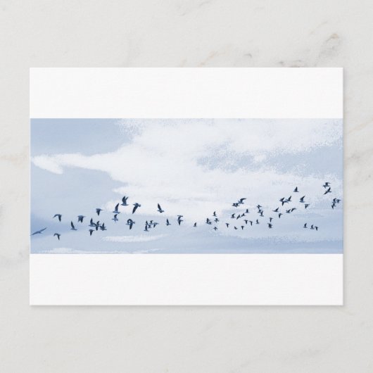 Carte Postale Oiseaux en vol (Devant)