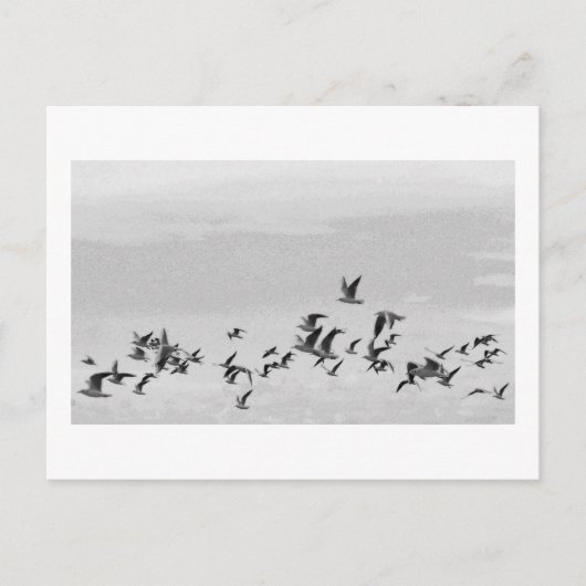 Carte postale Oiseaux en vol (Devant)