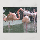 Carte Postale Oiseaux Flamants roses (Devant)