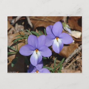 Carte Postale Oiseaux fleur sauvage-Pied Violet III Cadeaux et v
