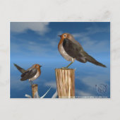 CARTE POSTALE OISEAUX HYPER / ROBIN BREAST ROUGE (Devant)