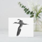 Carte Postale Oiseaux marins Abstraits (Debout devant)