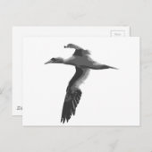 Carte Postale Oiseaux marins Abstraits (Devant / Derrière)