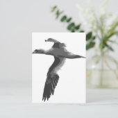 Carte Postale Oiseaux marins Abstraits (Debout devant)