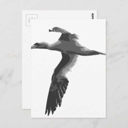Carte Postale Oiseaux marins Abstraits (Devant / Derrière)