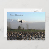 Carte postale Oiseaux migrateurs en Israël (Devant / Derrière)