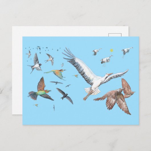 Carte Postale Oiseaux migrateurs traçant leurs vols Illustration (Devant / Derrière)