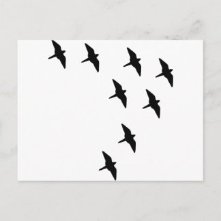 Carte Postale oiseaux noirs