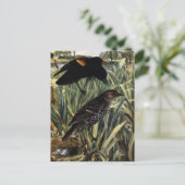 Carte Postale Oiseaux noirs à ailes rouges et nid dans les cavea (Debout devant)