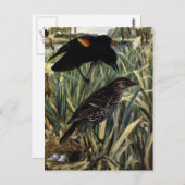 Carte Postale Oiseaux noirs à ailes rouges et nid dans les cavea (Devant / Derrière)