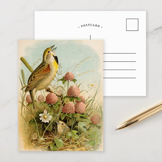 Carte Postale Oiseaux nord-américains | Robert Ridgway