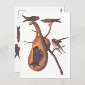 Carte Postale Oiseaux pourpres Martin Audubon avec Gourd Home (Devant / Derrière)