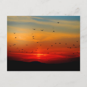 Carte Postale Oiseaux prendre l'avion au coucher du soleil, phot