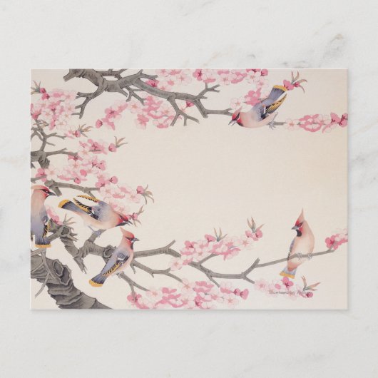 Carte Postale Oiseaux qui chantent au printemps (Devant)