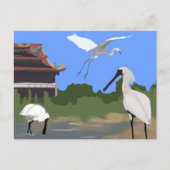 Carte Postale Oiseaux -- Spatules et Aigrettes (Devant)