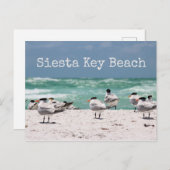 Carte Postale Oiseaux sur la plage Siesta Key Beach (Devant / Derrière)