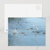 Carte Postale Oiseaux Sur La Rivière D'Été (Devant / Derrière)