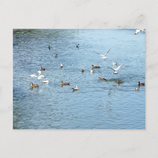 Carte Postale Oiseaux Sur La Rivière D'Été (Devant)