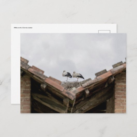 Carte Postale oiseaux sur le toit (Devant / Derrière)