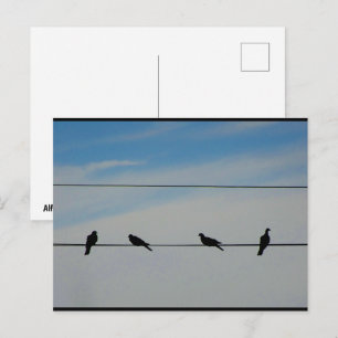 Carte Postale Oiseaux sur un fil