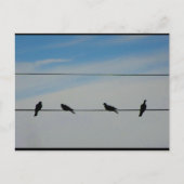 Carte Postale Oiseaux sur un fil (Devant)
