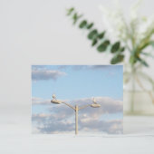 Carte Postale Oiseaux sur un lampadaire (Debout devant)