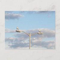 Oiseaux sur un lampadaire