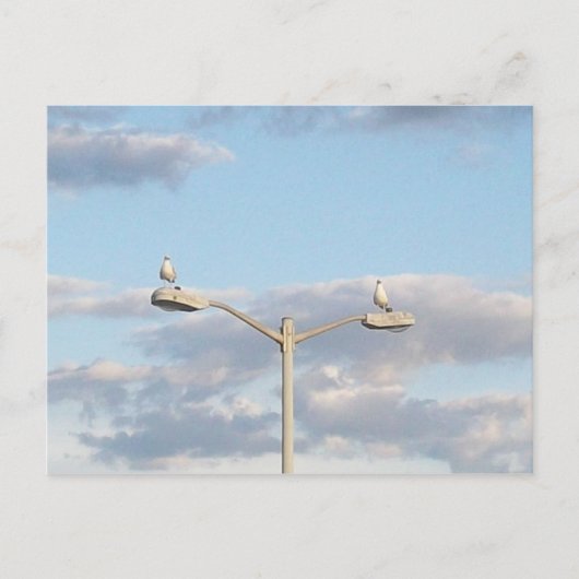 Carte Postale Oiseaux sur un lampadaire (Devant)