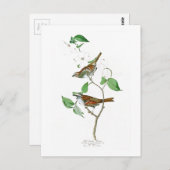 Carte Postale Oiseaux Throated blancs Amérique de John Audubon (Devant / Derrière)