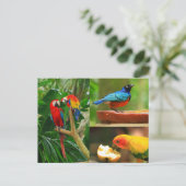 Carte postale Oiseaux tropicaux (Debout devant)