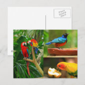 Carte postale Oiseaux tropicaux (Devant / Derrière)