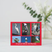 Carte Postale Oiseaux tropicaux de Floride (Debout devant)