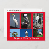 Carte Postale Oiseaux tropicaux de Floride (Devant / Derrière)