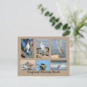 Carte Postale Oiseaux tropicaux de Floride (Debout devant)