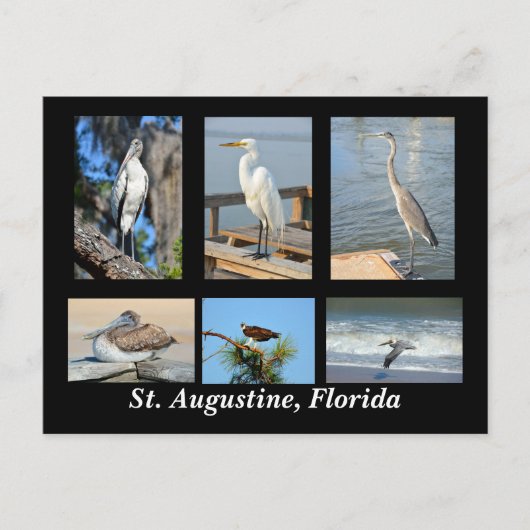 Carte Postale Oiseaux tropicaux de St Augustine, Floride (Devant)