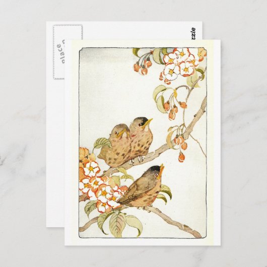 Carte postale Oiseaux vintages (Devant / Derrière)