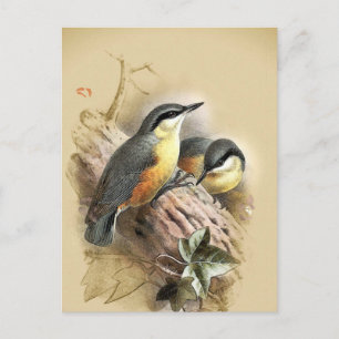 Carte Postale Oiseaux vintages de Nuthatch